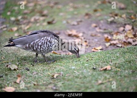 Weibliche australische Holzente, Chenonetta jubata, knabbernd auf Gras, während sie von heruntergefallenen Blättern umgeben ist, im Herbst Stockfoto