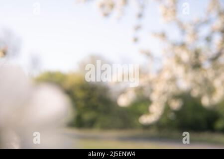 Unverschämter Blick auf den blühenden Naturpark im Frühling. Natürlicher Rückstand Stockfoto