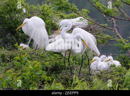 Silberreiher (Ardea alba) in der Nähe ihrer Nester in der Rookery, High Island, Texas, USA. Stockfoto