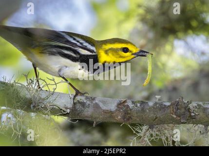 Schwarzkehliger Grünsänger (Setophaga virens), der eine Raupe isst, Galveston, Texas, USA. Stockfoto