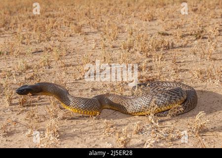 Inland Taipan ( Oxyuranus microlepidot) in seinem Lebensraum, South Western Queensland Australien Stockfoto