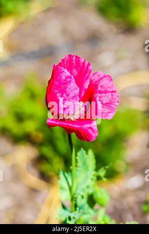 Im San Angelo International Water Lily Garden, San Angelo, Texas, USA, weht im Wind rosa Mohn Stockfoto