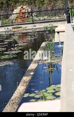 San Angelo International Water Lily Garden, San Angelo, Texas, USA Stockfoto