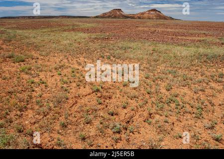 Lebensraum des Binnenlandes Taipan, ( Oxyuranus microlepidot) South Western Queensland Australien Stockfoto