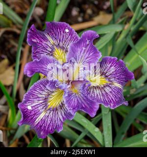 Pacific Coast Hybrid Iris in Bloom. Santa Clara County, Kalifornien, USA. Stockfoto