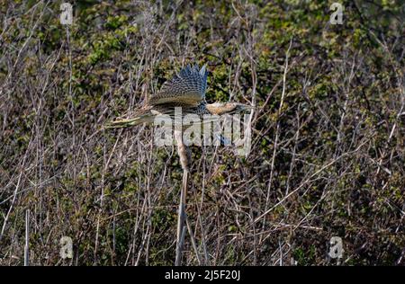 Bittern Botaurus stellaris gesehen im Flug über einer North West Norfolk Nature Reservierung, UK Stockfoto