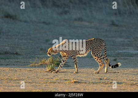 Ein Gepard (Acinonyx jubatus), der in der Kalahari-Wüste in Südafrika auf der Pirsch ist Stockfoto