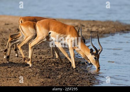 Impala Antilopen (Aepyceros melampus) Trinkwasser, Krüger Nationalpark, Südafrika Stockfoto