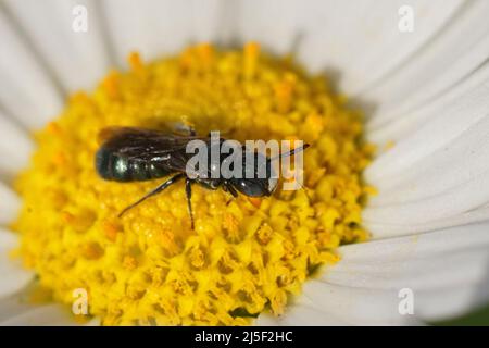 Nahaufnahme einer männlichen, kleinen metallisch-blauen Zimmermannsbiene, Ceratina cyanea, die auf einer gelben, weißen Blume auf dem Feld sitzt Stockfoto