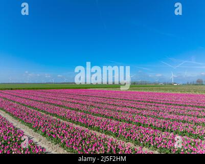 Reihen von Pink Tulips in Flevoland in den Niederlanden mit Windturbinen, die sich am Horizont drehen, Luftaufnahme Stockfoto