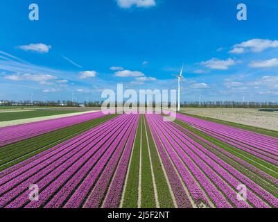 Reihen von Pink Tulips in Flevoland in den Niederlanden mit Windturbinen, die sich am Horizont drehen, Luftaufnahme Stockfoto