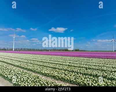 Reihen von Pink Tulips in Flevoland in den Niederlanden mit Windturbinen, die sich am Horizont drehen, Luftaufnahme Stockfoto