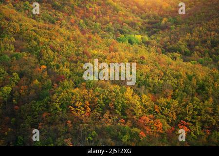 Herbstwald Hintergrund. Blick von oben Stockfoto