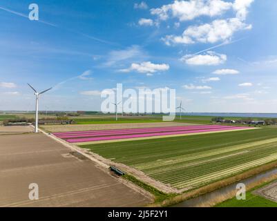 Reihen von Pink Tulips in Flevoland in den Niederlanden mit Windturbinen, die sich am Horizont drehen, Luftaufnahme Stockfoto