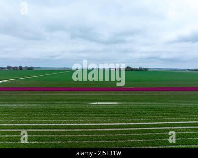 Reihe von lila Tulpen in Flevoland, Niederlande Stockfoto