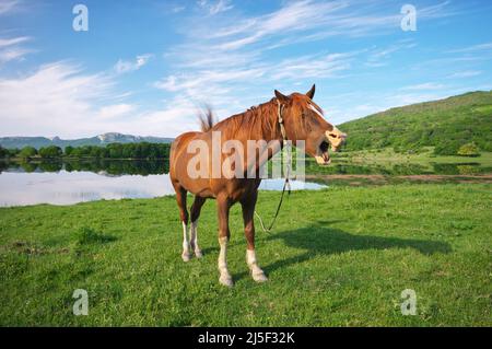 Pferd mit offenem Mund, als würde es rufen. See und Sommerrasen. Stockfoto