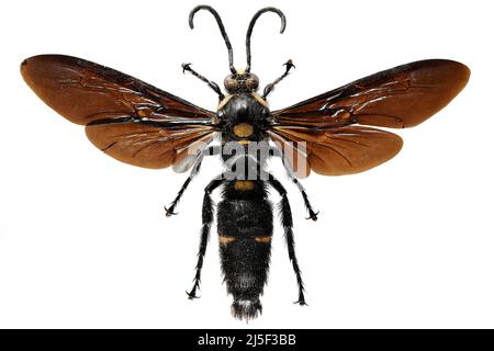 Riesige skoliische Wespe (Megascolia procer javanensis) isoliert auf weißem Hintergrund Stockfoto