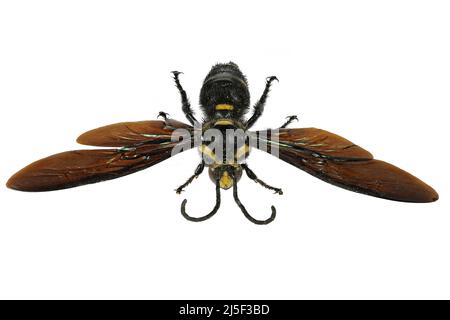 Riesige skoliische Wespe (Megascolia procer javanensis) isoliert auf weißem Hintergrund Stockfoto