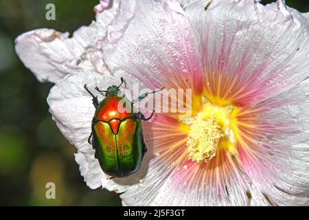 Europäische Blume Käfer, Protaetia cuprea Stockfoto