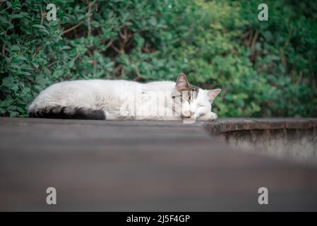 Eine wunderschöne weiße Katze schläft auf einer Bank in einem Stadtpark. Stockfoto