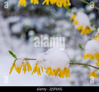 Schnee und Eis bedeckten die Blüten des Forsythia-Busches Stockfoto