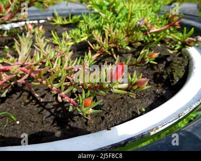 An einem sonnigen Sommertag blühen purslane, rot-weiße Blüten im Garten. Portulaca oleracea, gewöhnliches Purslane, kleines Schwalbenkraut, Pursley Stockfoto