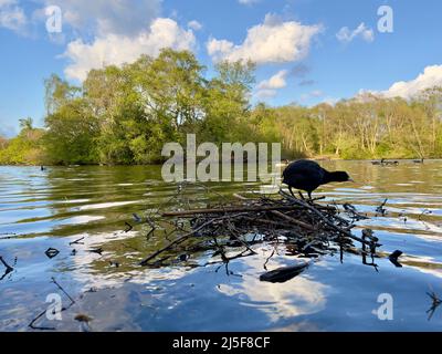 Wasservögel am See im Heaton Park an einem sonnigen Tag Stockfoto