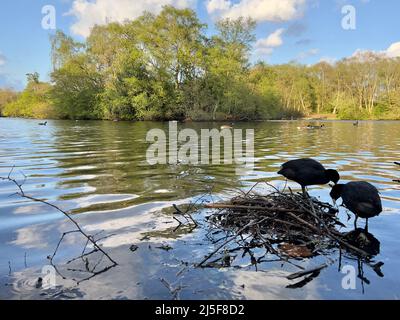 Wasservögel am See im Heaton Park an einem sonnigen Tag Stockfoto