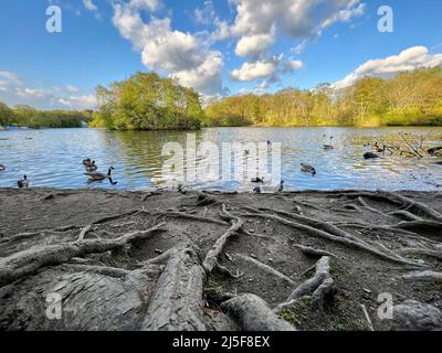 Wasservögel am See im Heaton Park an einem sonnigen Tag Stockfoto