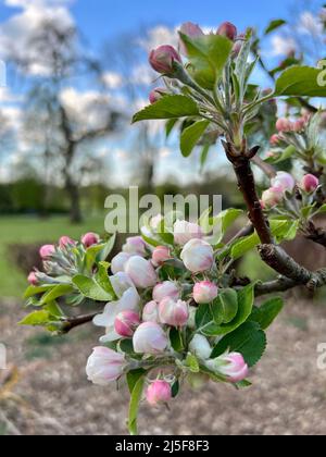 Apfelblüte im Heaton Park an einem sonnigen Tag Stockfoto