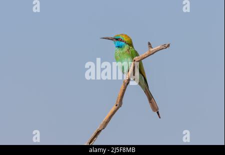 Ein arabischer grüner Bienenfresser (Merops cyanophrys) im Al Wasit Wetland Nature Reserve in Sharjah in den Vereinigten Arabischen Emiraten. Stockfoto