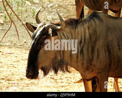 Ein Porträt eines Wildtieres, auch GNU genannt, die Antilopen der Gattung Connochaetes sind und im östlichen und südlichen Afrika beheimatet sind. Sie gehören dazu Stockfoto