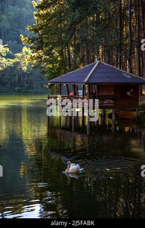 Nationalpark Pang Oung, See und Pinienwald in Mae Hong Son, Thailand Stockfoto