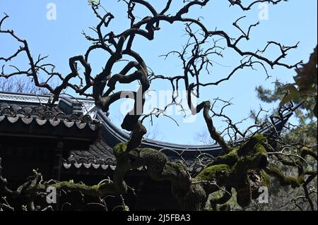 Erkunden Sie den berühmten klassischen chinesischen Garten Guyi in Nanxiang, Shanghai Stockfoto