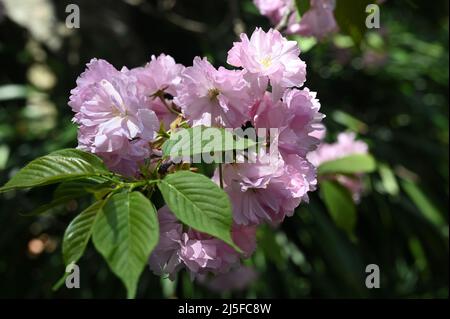 Erkunden Sie den berühmten klassischen chinesischen Garten Guyi in Nanxiang, Shanghai Stockfoto