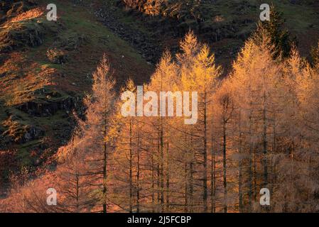 Epische Landschaft mit Sonnenaufgangslicht über Blea Tarn im Lake District mit atemberaubendem Licht auf fernen Bergen Stockfoto