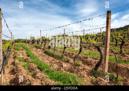 Weinberg im Frühjahr mit neuen Trieben und jungen Blättern in den Ästen. Junger Blütenstand der Rebe. Traditionelle Landwirtschaft. Sardinien, Italien. Stockfoto