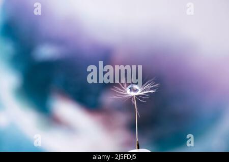 Erde im Wassertropfen Reflexion auf dem Dandelionssamen. Naturkonzept. Makroaufnahme Stockfoto