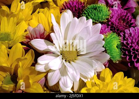 Mehrere Daisen und Blumen gruppiert Stockfoto