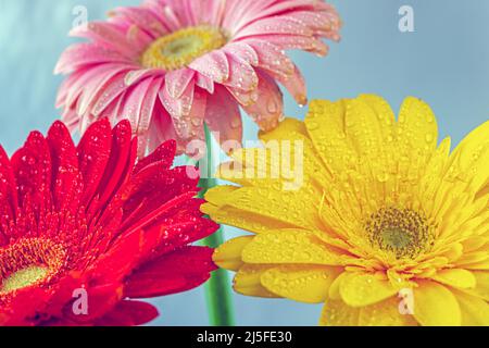 Barberton Gänseblümchen in Arrangement Stockfoto