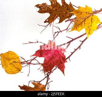 Herbst Ahorn, Eiche und Ulme Blätter auf weißem Hintergrund Stockfoto