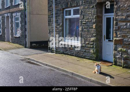 Eine Katze, die an einem sonnigen Tag auf dem Bürgersteig sitzt, in Trehafod, Rhondda Valley, South Wales, 2022 Stockfoto