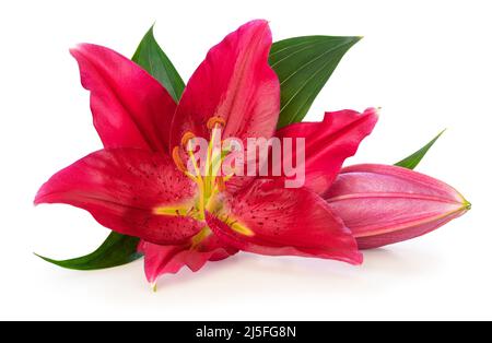 Schöne rote Lilie (Lilium, Liliengewächse) mit einer Knospe isoliert auf weißem Hintergrund, einschließlich Clipping Pfad ohne Schatten. Deutschland Stockfoto