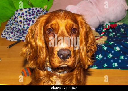Netter, zehn Monate alter englischer Cocker Spaniel, der in einem Zimmer wohnt Stockfoto