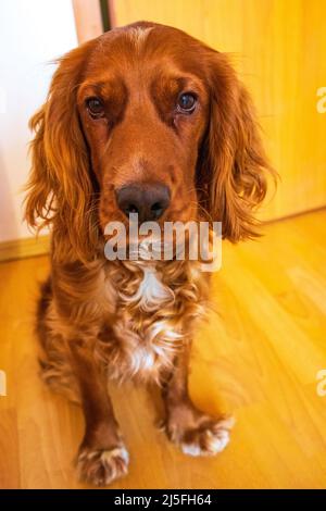 Netter, zehn Monate alter englischer Cocker Spaniel, der in einem Zimmer wohnt Stockfoto