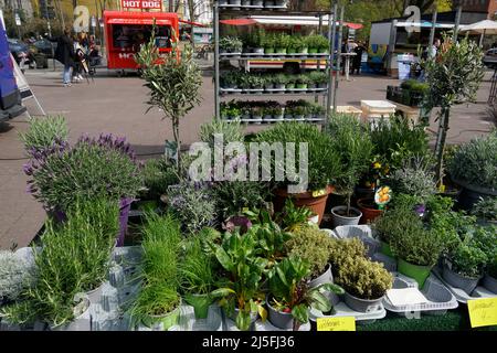 Blumen auf dem Wochenmarkt Winterfeldtplatz in Schöneberg, Frühling 2022, Berlin Stockfoto