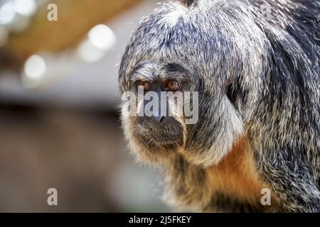 Weiblicher weißer Saki-Affe Stockfoto