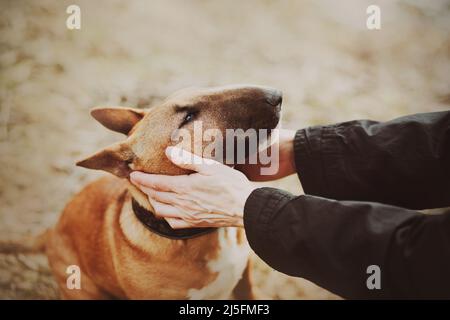 Ein süßer Ingwer-Bullenterrier-Welpe sitzt, und sein Besitzer hält an einem hellen Tag sanft seine Schnauze mit den Händen. Gehen und trainieren Sie mit Ihrem Lieblings-P Stockfoto
