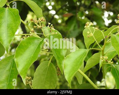 Eine Nahaufnahme von Kampfer-Lorbeersamen und Blättern mit Pollen. Cinnamomum camphora ist eine immergrüne Baumart, die allgemein unter dem n bekannt ist Stockfoto