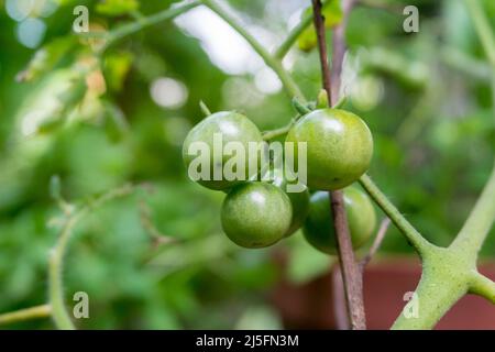 Eine Nahaufnahme von rohen Kirschtomaten. Es handelt sich um eine Art kleiner runder Tomaten, die als eine genetische Zwischenmischung zwischen wildem Johannisbeertyp angenommen wird Stockfoto